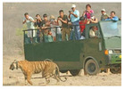 Experience Wildlife Adventure: Sariska Safari Booking | Sariska Park