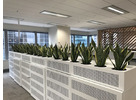 Transform Your Workspace with Vibrant Office Plants for a Healthier Environment