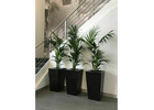 Transform Your Office with Premium Corporate Plant Services