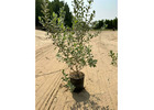 Transform Your Outdoor Oasis with the Leading Nursery Landscape Company in Saudi Arabia! 